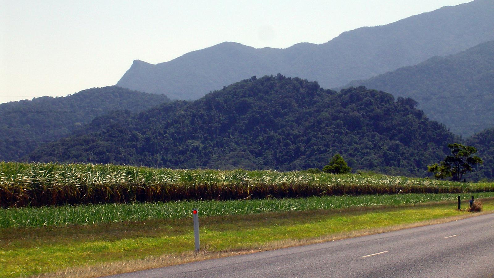Cane field beneath mountains in Far North Queensland