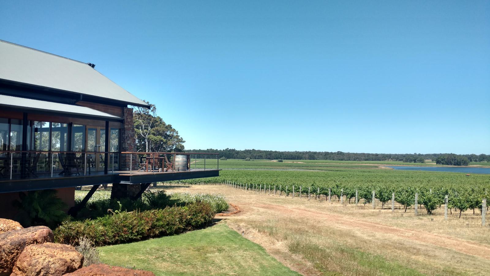 Vineyard rows at Margaret River in South West Western Australia