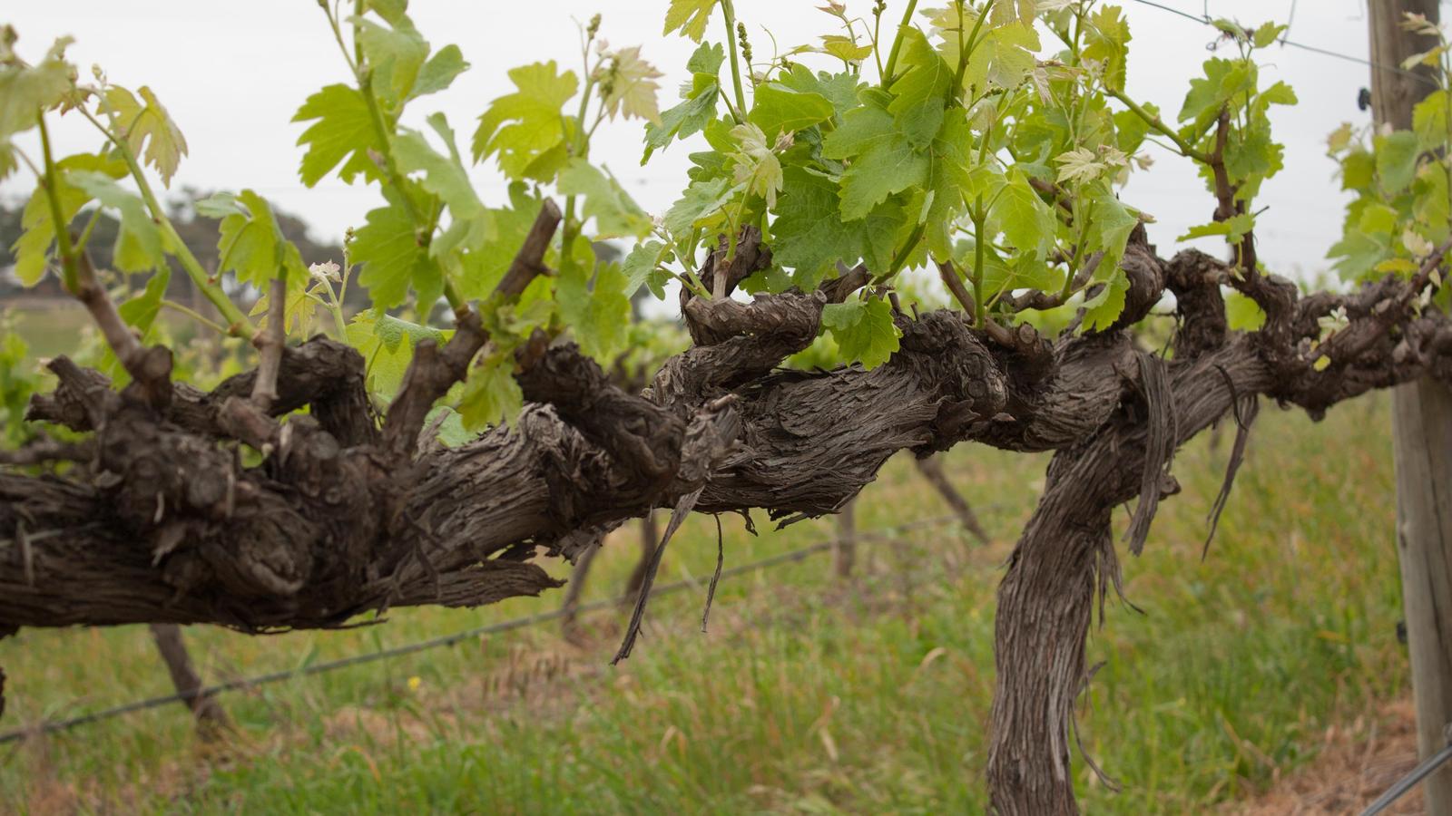 Trellised vineyard rows at McLaren Vale on the Fleurieu Peninsula