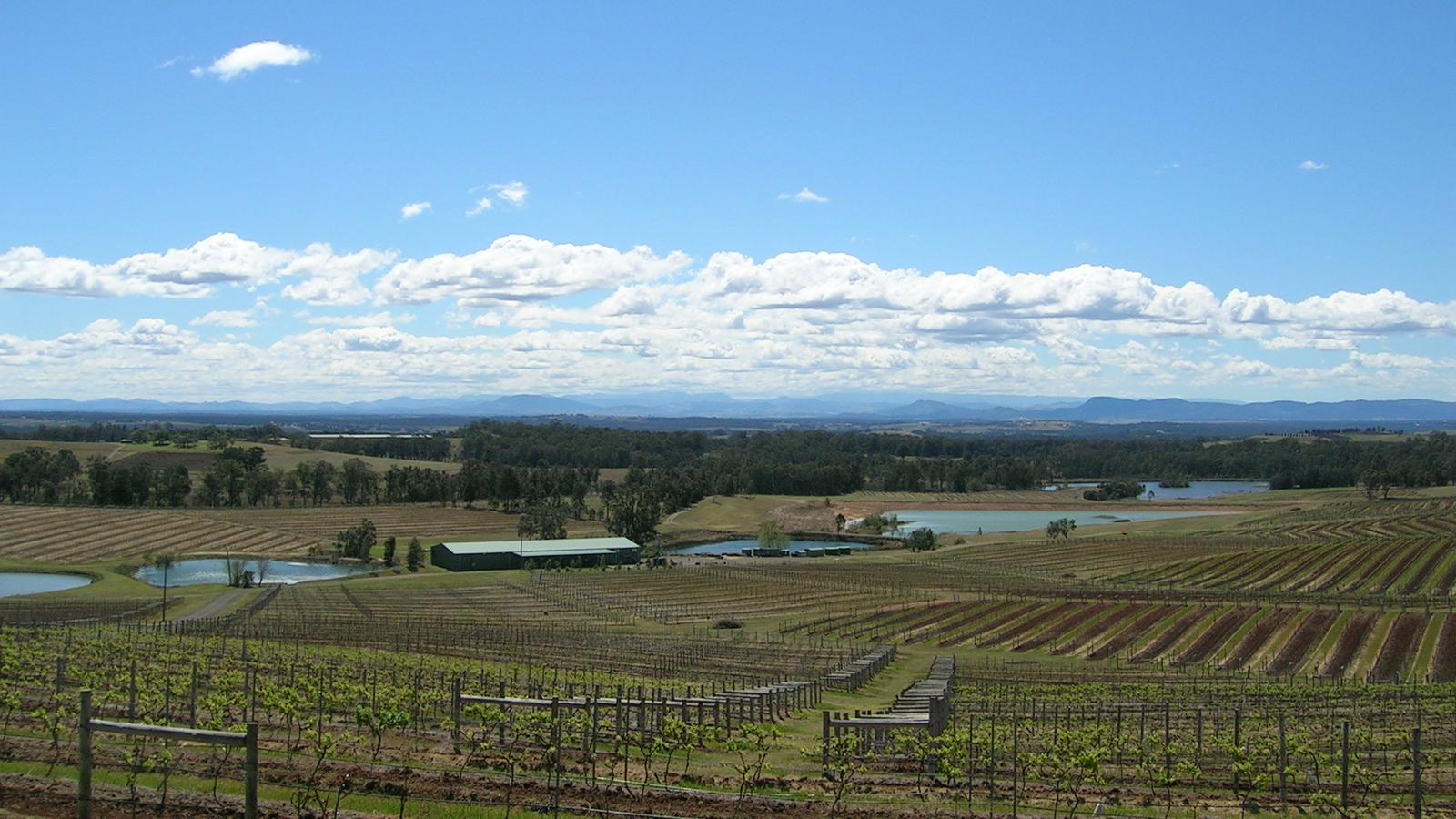 Vineyards stretching across the Hunter Valley