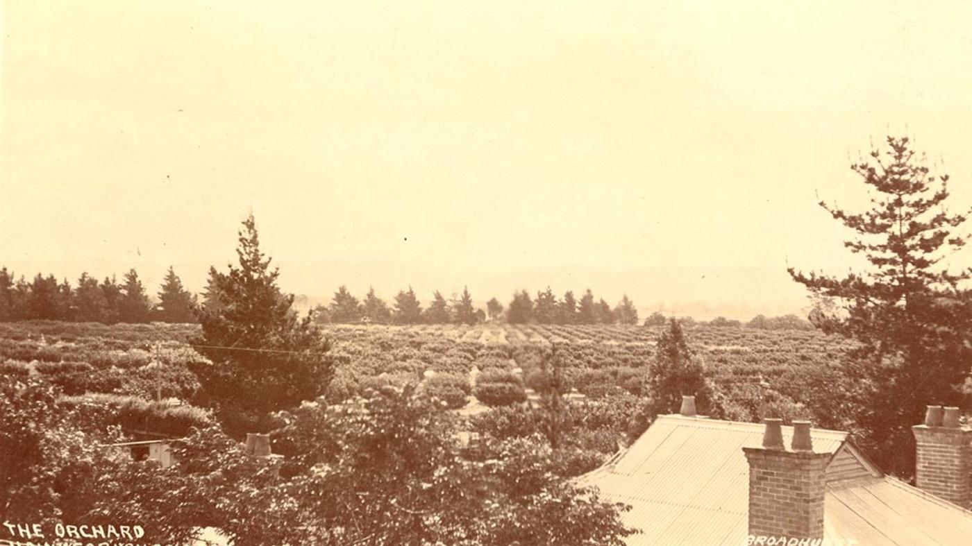 Historic orchards at Hawkesbury College in the Sydney Basin