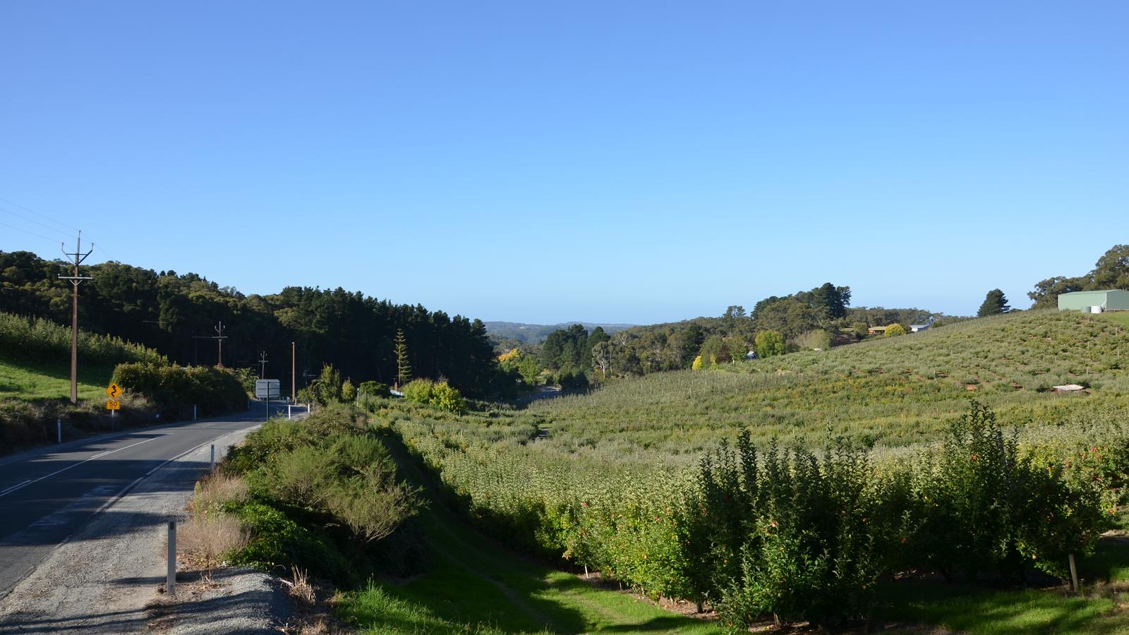 Rural road beside orchard rows at Forest Range in South Australia